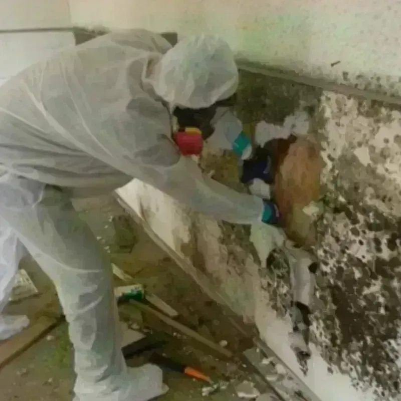 Mold Remediation and Removal in Memphis, TX